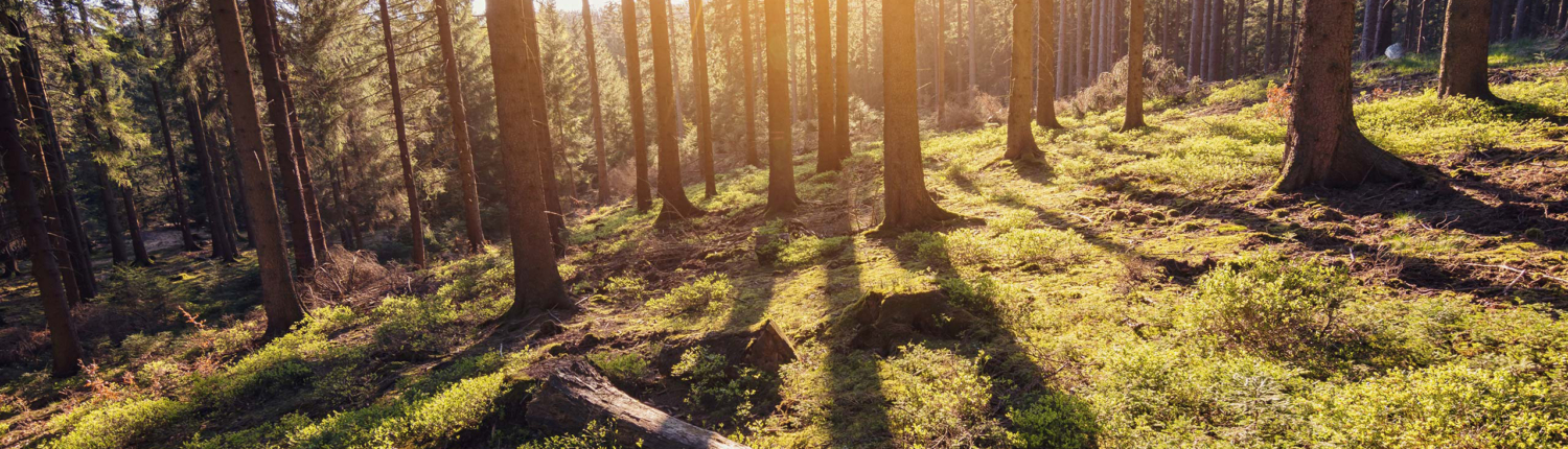 FORSTWIRTSCHAFT_Slider_2560x800px