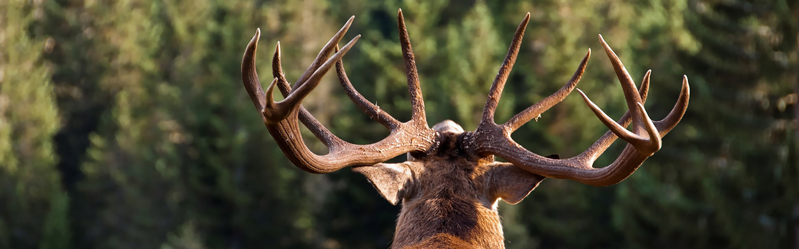 Hirsch_Slider_2560x800px